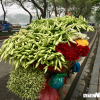 Ảnh: Mùa hoa loa kèn gọi tháng Tư về khắp các con phố Hà Nội