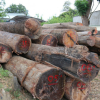 Vụ gỗ lậu ở Đắk Lắk: Lộ diện đàn em thân tín của trùm Phượng \