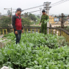 Hưng Yên: Phát hiện hơn 100 cây thuốc phiện trong nghĩa trang