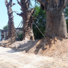 Chính phủ yêu cầu giải quyết dứt điểm 3 cây đa khổng lồ \'mắc kẹt\' ở Huế
