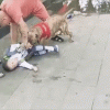 Kinh hãi cảnh cậu bé 4 tuổi bị chó pit bull tấn công ở TQ