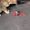 Video: Cú lừa ngoạn mục giả chết của chuột trước mặt mèo