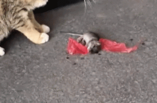Video: Cú lừa ngoạn mục giả chết của chuột trước mặt mèo