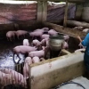 Nghệ An: Lại xuất hiện thêm 2 ổ dịch tả lợn Châu Phi
