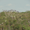 Gần 200 con cò nhạn có sải cánh hơn 1m bất ngờ xuất hiện tại Bạc Liêu