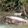 Làm rõ thông tin 'nhiều xác lợn chết trôi trên sông ở Hà Nội'