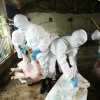 Việt Nam đã tiêu huỷ 1,5 triệu con lợn mắc dịch tả châu Phi