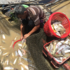 Gần 1000 tấn cá chết trắng sông La Ngà ở Đồng Nai