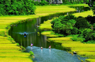 Mùa vàng Tam Cốc đẹp ngỡ ngàng từ đỉnh 