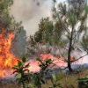 Rừng thông hàng chục ha ở Nghệ An bị lửa thiêu rụi