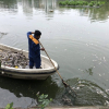 Cá chết ở hồ Văn Chương sau mưa lớn