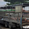 Xuất hiện ổ dịch tả lợn châu Phi ở Đà Nẵng