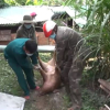 Đắk Lắk liên tiếp phát hiện, tiêu hủy hàng trăm con lợn nhiễm virus dịch tả lợn Châu Phi