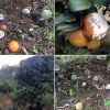 Vườn cam 7.000 gốc của vợ chồng nông dân Hòa Bình bị phá hoại giữa ban ngày