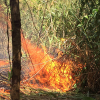 Dân đốt rẫy khiến 2 ha rừng ở Nghệ An bị thiêu rụi