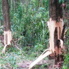 Bị tố chặt phá rừng cây của dân, chủ tịch xã ở Huế phân trần 'không cái ngu nào giống cái ngu như vậy'