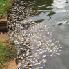 Cá chết nổi lềnh bềnh khắp hồ trung tâm Bảo Lộc