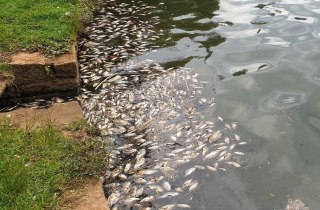 Cá chết nổi lềnh bềnh khắp hồ trung tâm Bảo Lộc