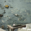 Cá chết ‘kỷ lục’ nổi trắng hồ Đồng Làng, dân hoang mang không rõ nguyên nhân