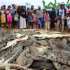 Dân làng Indonesia giết gần 300 con cá sấu trả thù cho người bị tấn công