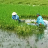 Bão số 3: Thanh Hóa chạy cắt lúa non, Hải Phòng điều xe thiết giáp