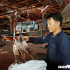Trung Quốc thay đổi phương thức nhập khẩu mực khô: Quảng Nam cầu cứu các bộ, ngành