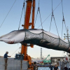 Ngành công nghiệp săn bắt cá voi gây tranh cãi của người Nhật