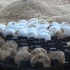 Hành trình 3 năm Cù Lao Chàm 'xin' 2.000 trứng rùa biển từ Côn Đảo