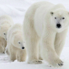 Hướng dẫn viên bị phạt 1.500 USD vì dọa gấu Bắc Cực