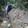Liên tiếp xảy ra phá rừng ở Bình Định: Vẫn loay hoay “truy” trách nhiệm