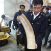 Cán bộ hải quan Hà Nội 8 lần trộm ngà voi