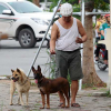 Hà Nội: Đề xuất xử lý chó thả rông trong vòng 48 giờ
