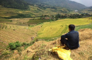 Vùng cao Y Tý vào mùa gặt tháng 9