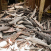 Hàng ngàn cá mập chất đống như phim kinh dị trong tàu TQ