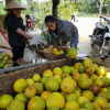 Hàng vạn quả bưởi Phúc Trạch rụng tả tơi, dân tê tái