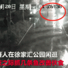 Một người Trung Quốc đi tù vì trộm thiên nga ở công viên về ăn