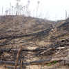 Quảng Nam: Đề nghị truy tố hình sự đối tượng phá rừng phòng hộ