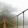 Cây cầu gỗ tại Sa Pa vô tình nổi tiếng khắp thế giới
