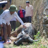 Hơn 40 con trâu, bò ở miền núi Nghệ An bị bệnh chết