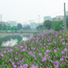 Ảnh: Bất ngờ ven sông Tô Lịch có con đường hoa tím nên thơ