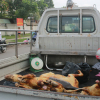 Tiểu thương chợ thịt chó lớn nhất Sài Gòn bất ngờ ôm hàng bỏ chạy