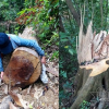 Vụ phá rừng phòng hộ A Lưới: Nhận định của trưởng ban