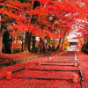 Lịch đón mùa lá đỏ ở Nhật Bản năm 2017