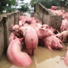 Chủ trại khóc không thành tiếng vì 6.000 con lợn chết không thể cứu