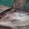 TT-Huế: Hàng tấn cá đặc sản bị nổ mắt, lở loét và chết trắng lồng