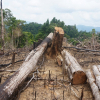 Quảng Nam: Bắt khẩn cấp nguyên Giám đốc BQL rừng phòng hộ Sông Tranh