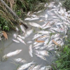 Cá chết hàng loạt ở Quảng Ngãi, gà vịt ăn chết theo
