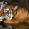 Con hổ Leng (Kỳ 53)