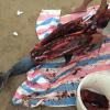 Xác minh thông tin cá heo bị xẻ thịt khi trôi dạt vào biển Đồ Sơn