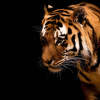 Con hổ Leng (Kỳ 74)